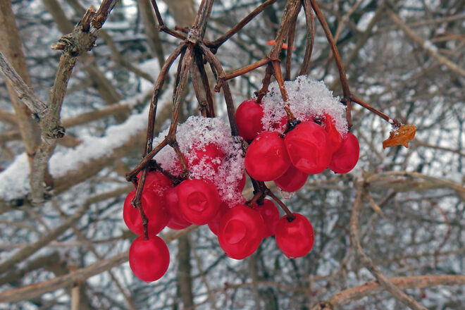 Schneeball: Die Beeren der kalten Jahreszeit