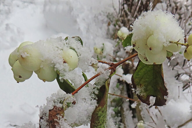 Gewöhnliche Schneebeere