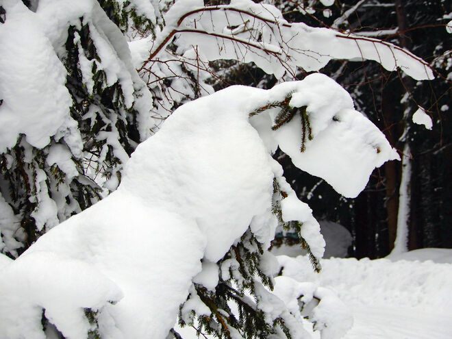 Schneehund