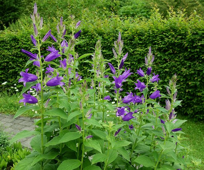 . . . schulterhohe Glockenblumen . . .