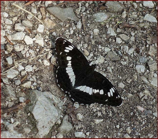 . . .  er segelte wunderbar