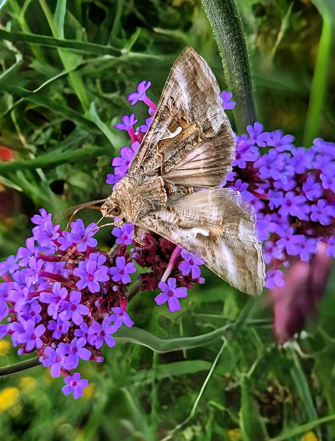 . . . schwirrender Abendschmetterling