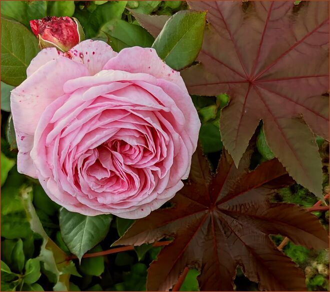 . . . Gartenrose am Zaun . . . .