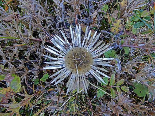 "Silberdistel" - silberne Herbstblume