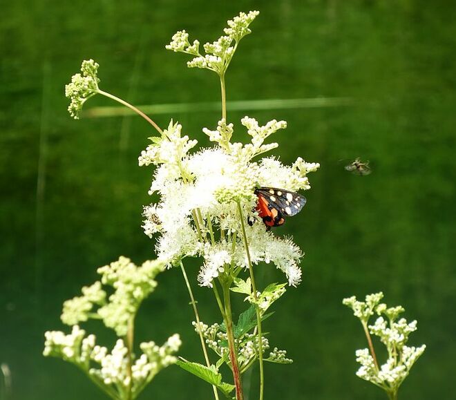 Sommerliche Betriebsamkeit