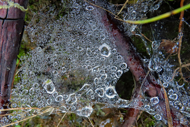 Spinnennetz mit Tau- bzw. Regentropfen