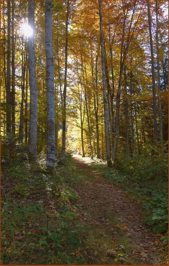 Waldweg unter hohen Buchen