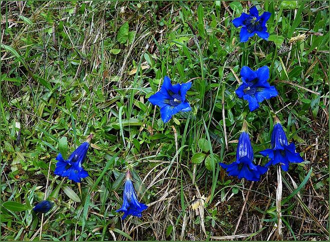 Waschechtes Blau