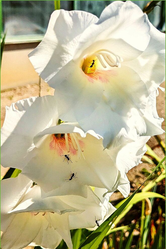 . . . weiße Gladiolenblüten . . .