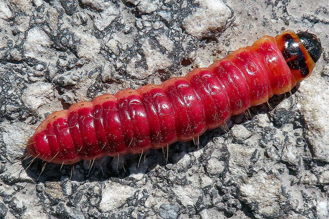 Weidenbohrer Raupe - groß, rot ud gefräßig