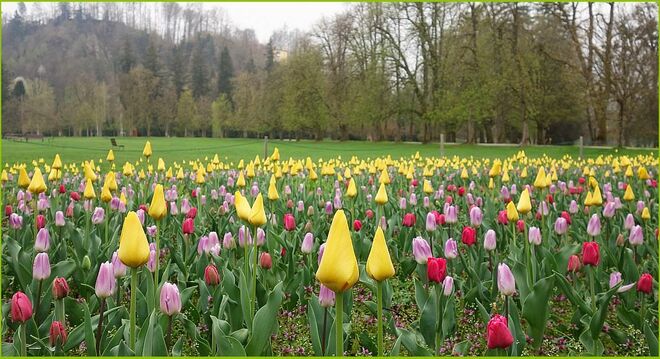 Wer blickt höher aus dem Tulpenbeet ?