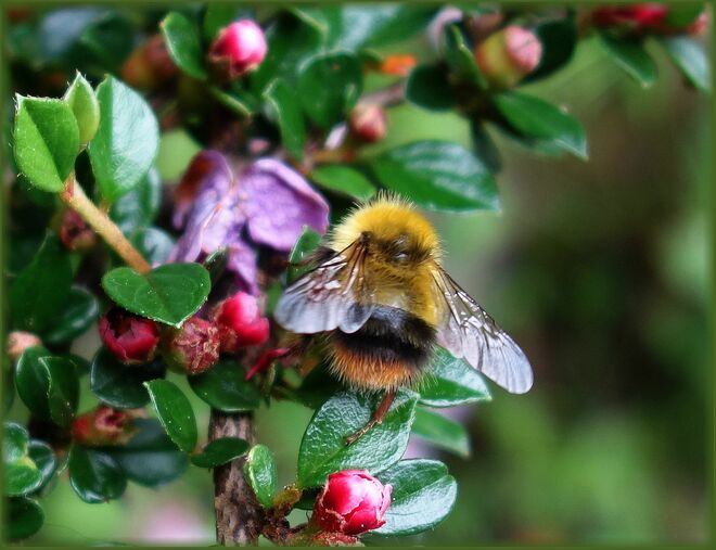 ... mit goldenem Pelzchen ....