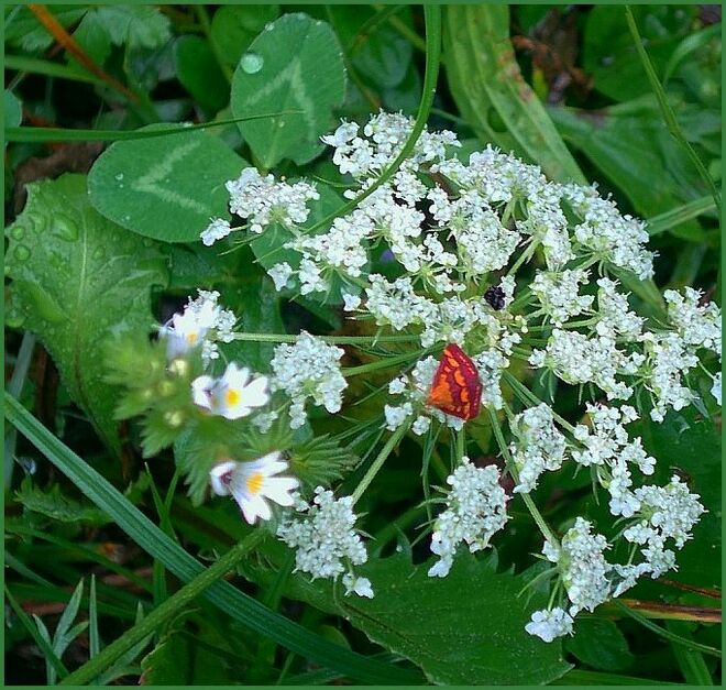 . . . winziger Falter ganz ohne Tarnfarbe . . .