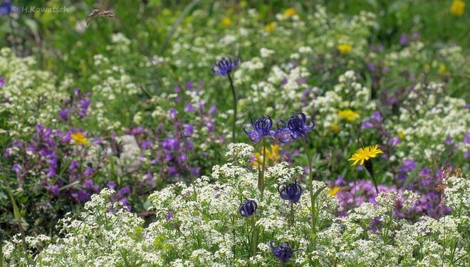 Üppig blühende Alpenflora