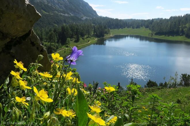Ein Blumengarten der Natur