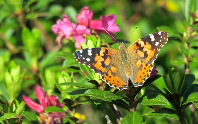 Von Afrika ins Gebirge