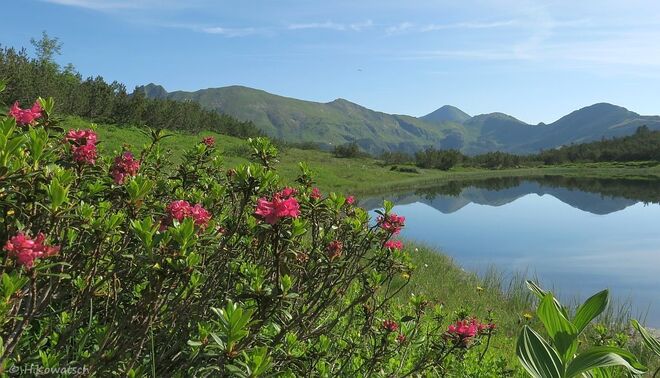 Almrauschblüte auf der Planneralm