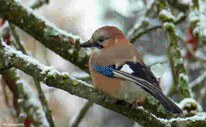 Der mit dem Schnee kam