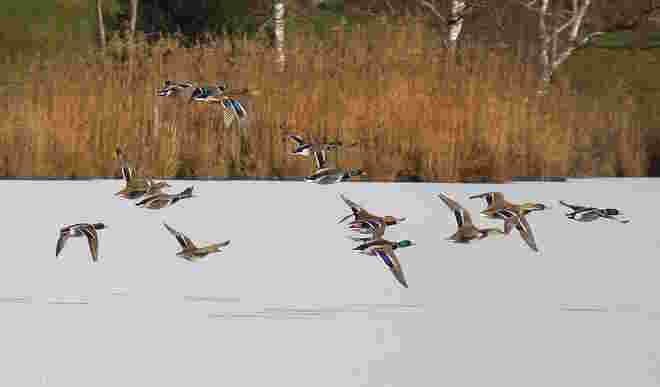 Der Flug der Stockenten