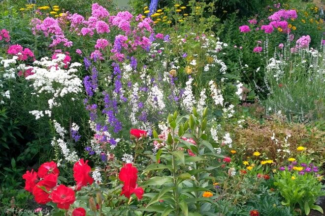 Ein bunter Sommerblumengarten