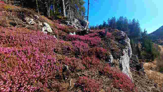 Blütenteppich