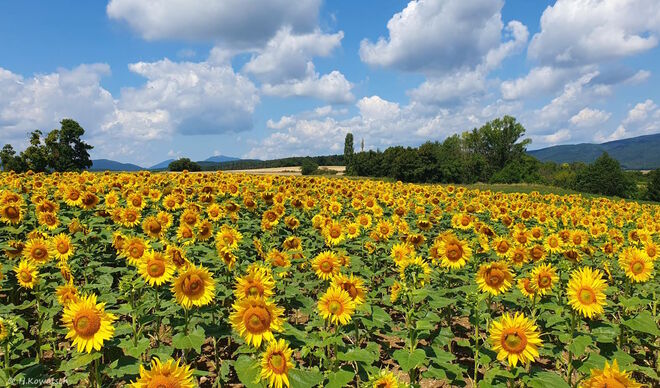 Ein sonniger Sommertag