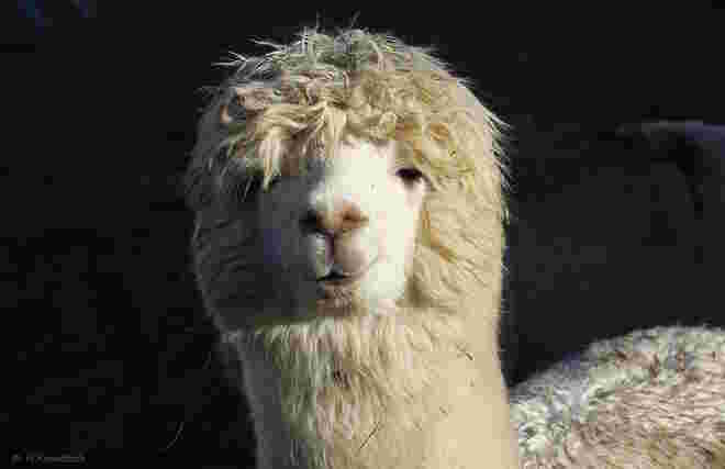 "Wie gefällt euch meine neue Frisur?"
