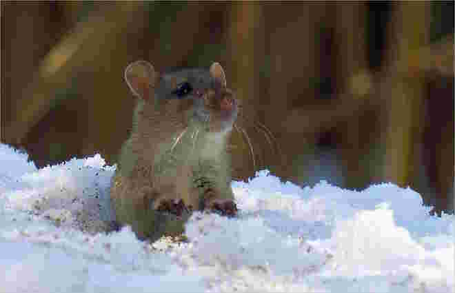 "Schneemaus"