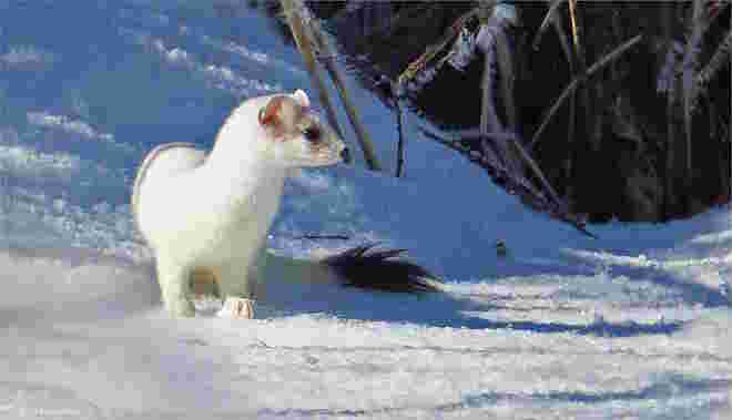 Begegnung im Schnee