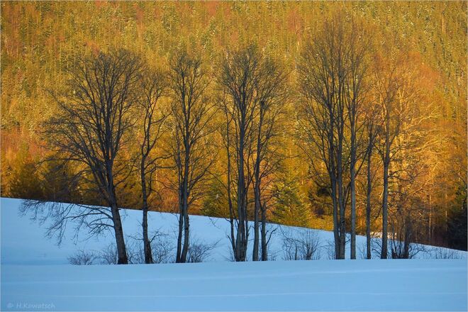 Herbstlich anmutendes Winterbild