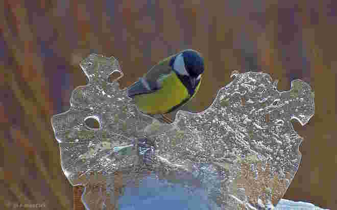"Eisvogel" mit Kohlmeise