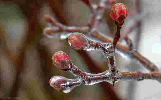 Eisregen