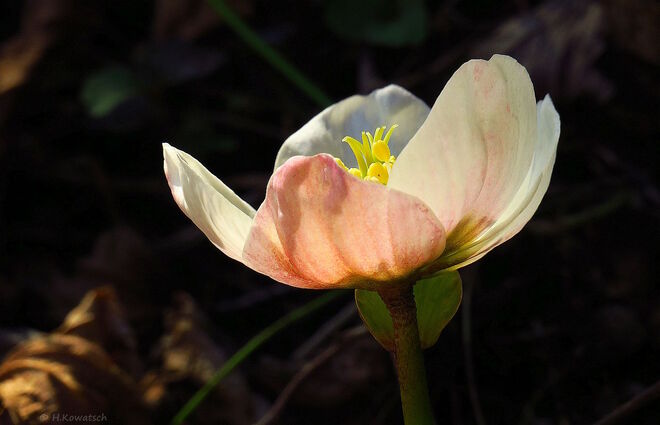 Blütenkelch im Sonnenlicht