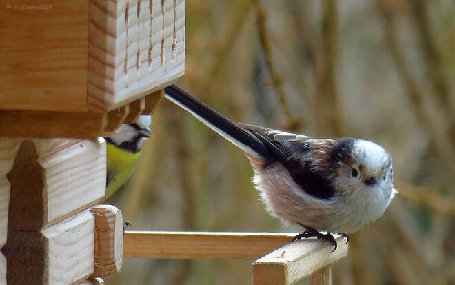 Willkommene Wintergäste