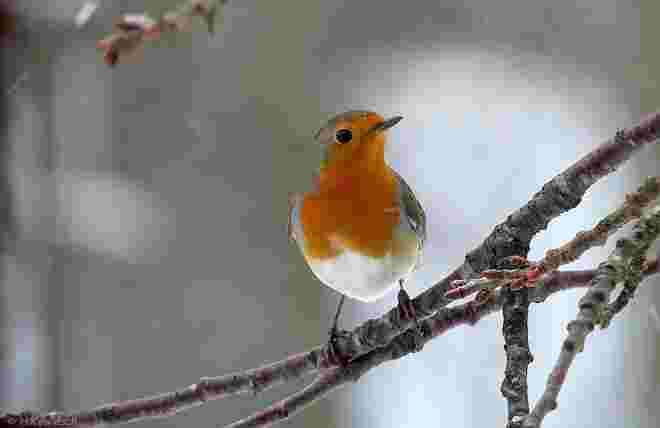 Ein lieber Wintergast