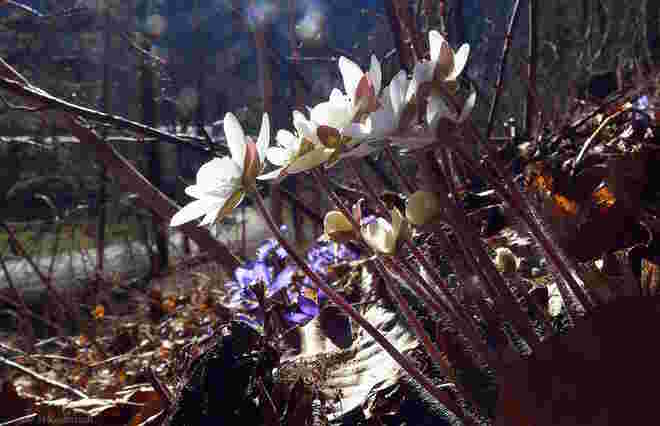Weiße Leberblümchen