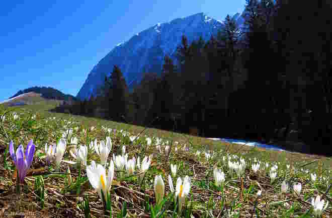 Frühlingsbeginn im Hinterbergertal