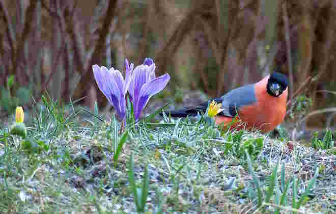 Der Frühling ist da