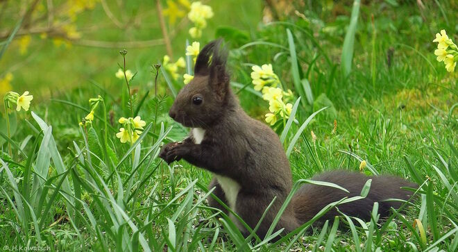 Besucher in der Frühlingswiese