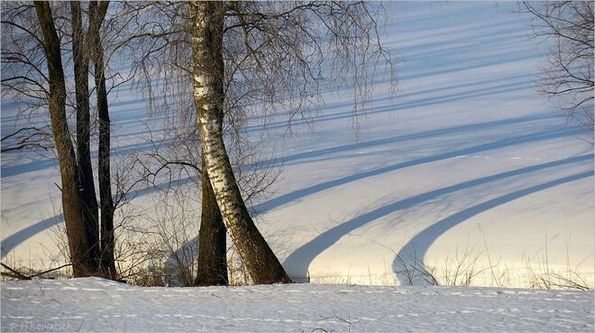 Der Schatten der Bäume
