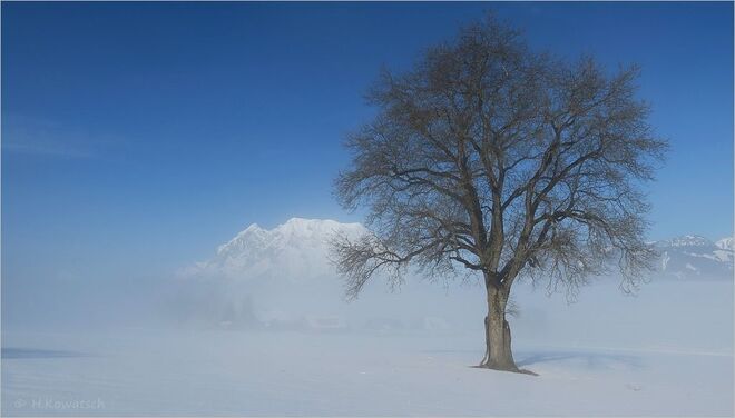 Der Baum und der Berg