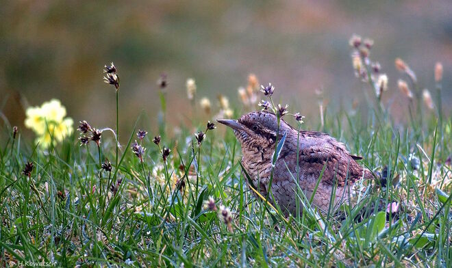 Wendehals auf Nahrungssuche