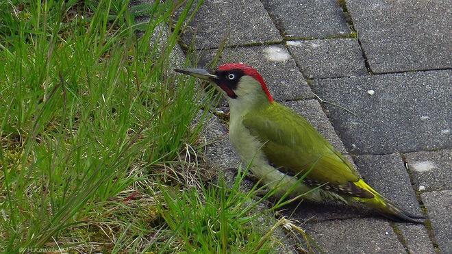 Futtersuche am Wegesrand