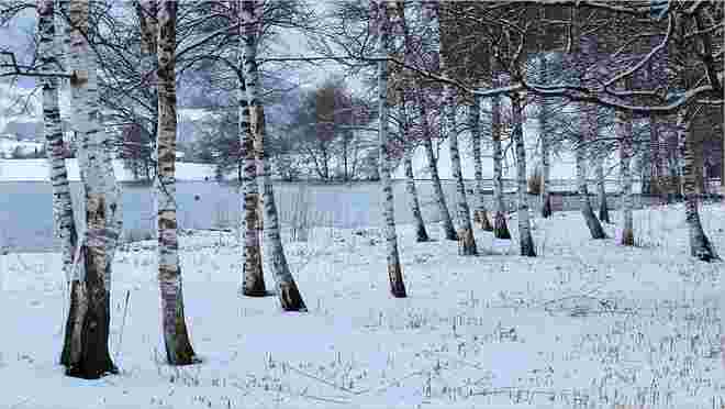 Birkenwäldchen im Neuschnee