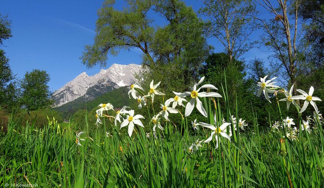 Die Narzissen blühen