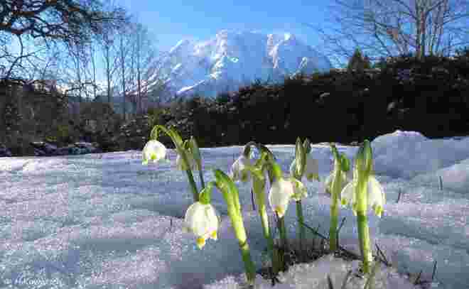 Frühlingsknotenblumen im Schnee