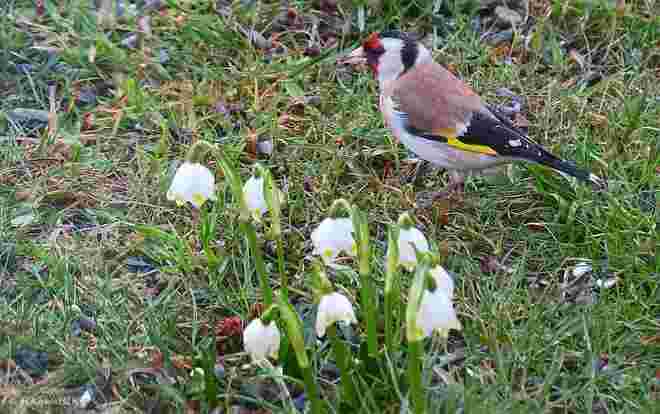 Frühling
