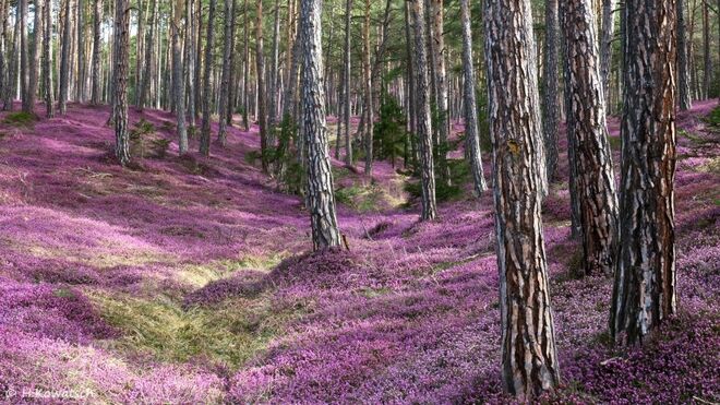 Blühender Waldboden