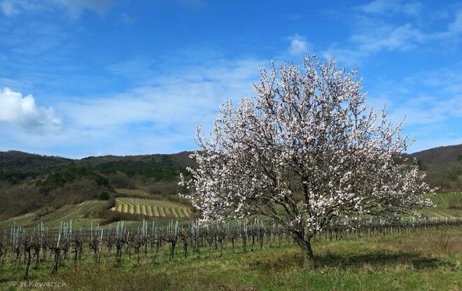 Blühender Baum im Weingarten