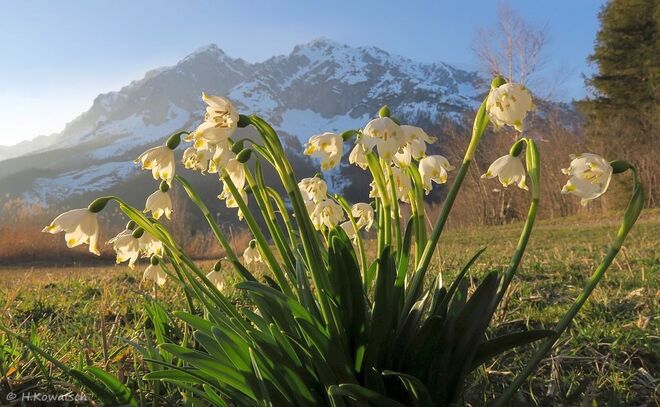 Frühlingsknotenblumen im Abendlicht